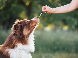 Understanding the Role of CBD Grooming Sprays in Dog Care